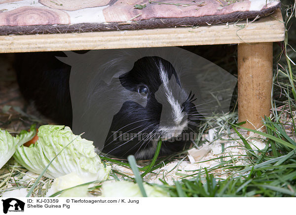 Sheltiemeerschweinchen / Sheltie Guinea Pig / KJ-03359