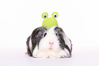 Sheltie Guinea Pig