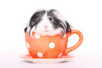 Sheltie Guinea Pig