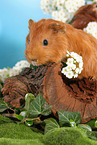 Sheltie guinea pig