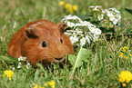 Sheltie guinea pig