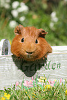 Sheltie guinea pig
