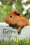 Sheltie guinea pig