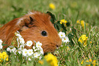 Sheltie guinea pig