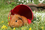 Sheltie guinea pig