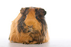 Sheltie guinea pig