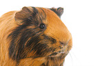 Sheltie guinea pig