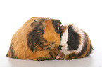 Sheltie guinea pig
