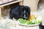 Sheltie Guinea Pig