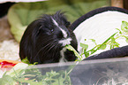 Sheltie Guinea Pig