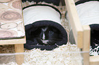 Sheltie Guinea Pig