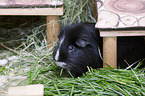 Sheltie Guinea Pig