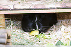 Sheltie Guinea Pig