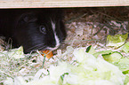 Sheltie Guinea Pig