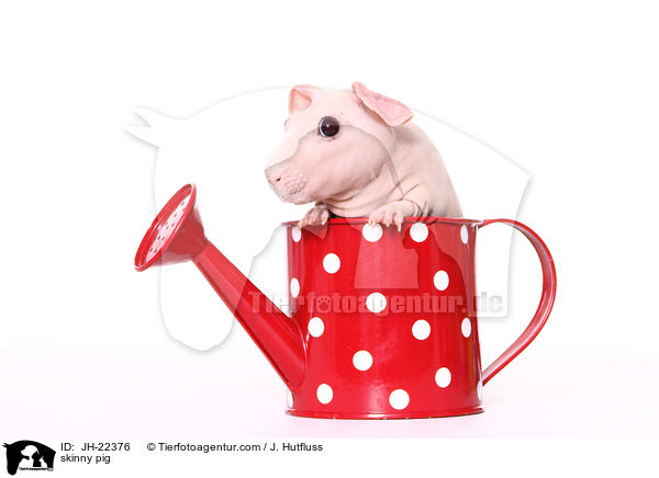 skinny pig / JH-22376