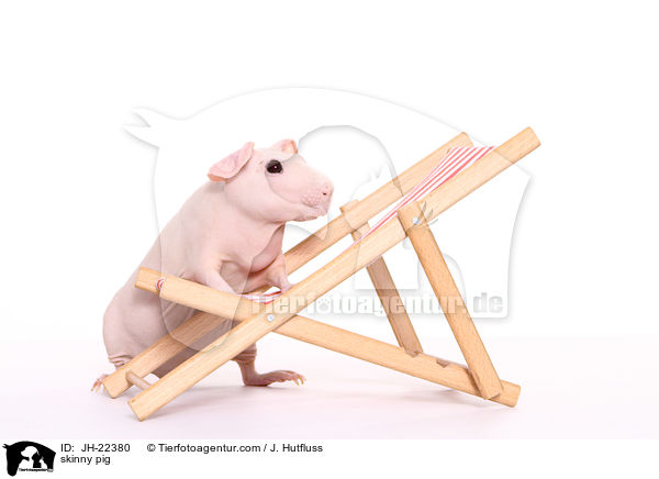 Nacktmeerschweinchen / skinny pig / JH-22380