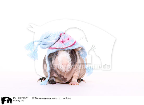 Nacktmeerschweinchen / skinny pig / JH-22381