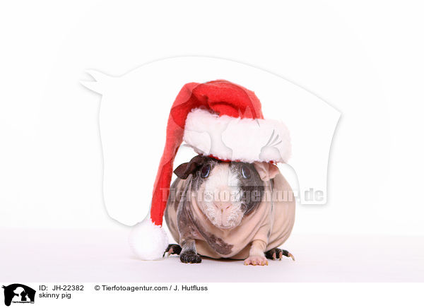 Nacktmeerschweinchen / skinny pig / JH-22382