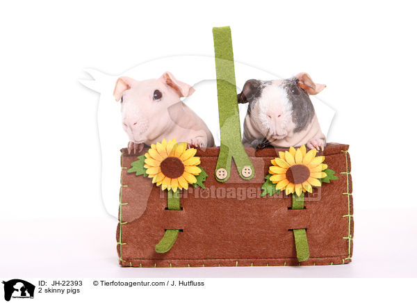2 skinny pigs / JH-22393