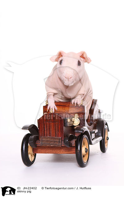 Nacktmeerschweinchen / skinny pig / JH-22402