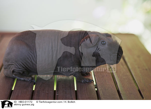 Nacktmeerschweinchen / skinny guinea pig / HBO-01172