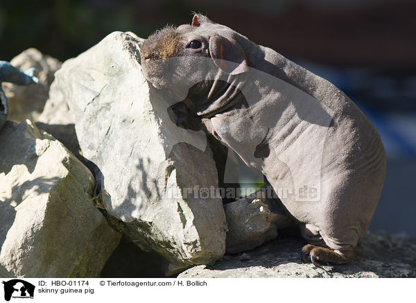 skinny guinea pig / HBO-01174