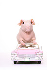 skinny pig