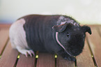 skinny guinea pig