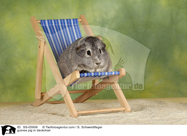 Glatthaarmeerschwein im Liegestuhl / guinea pig in deckchair / SS-05908