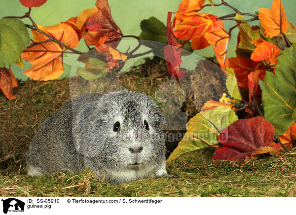 Glatthaarmeerschwein / guinea pig / SS-05910