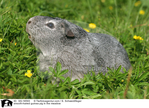 smooth-haired guinea pig in the meadow / SS-18593
