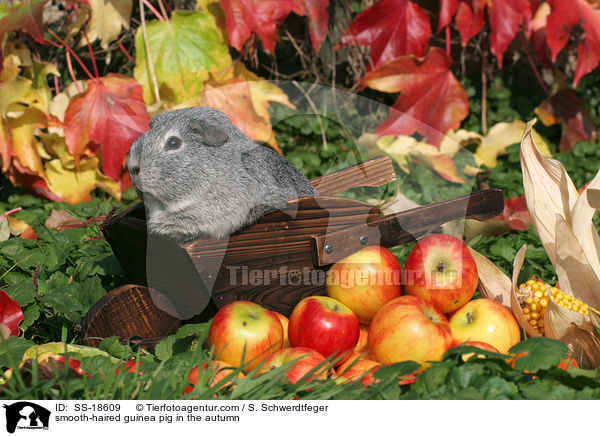 smooth-haired guinea pig in the autumn / SS-18609