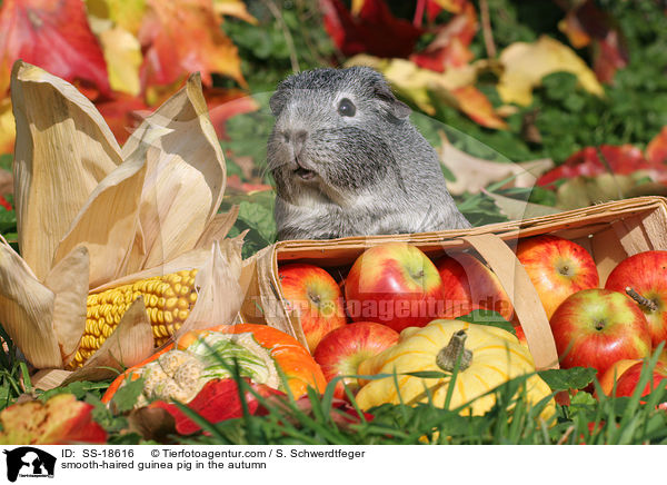 Glatthaarmeerschweinchen im Herbst / smooth-haired guinea pig in the autumn / SS-18616