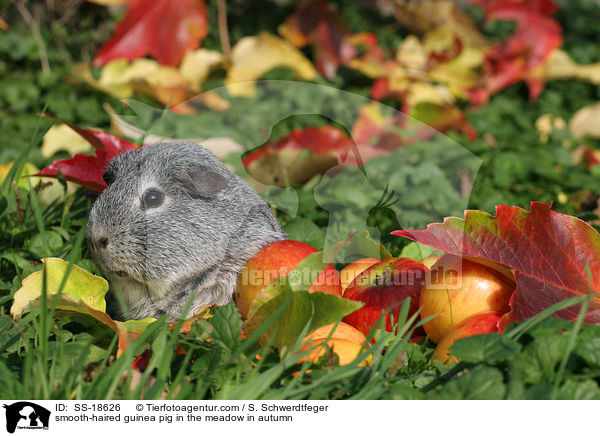 smooth-haired guinea pig in the meadow in autumn / SS-18626
