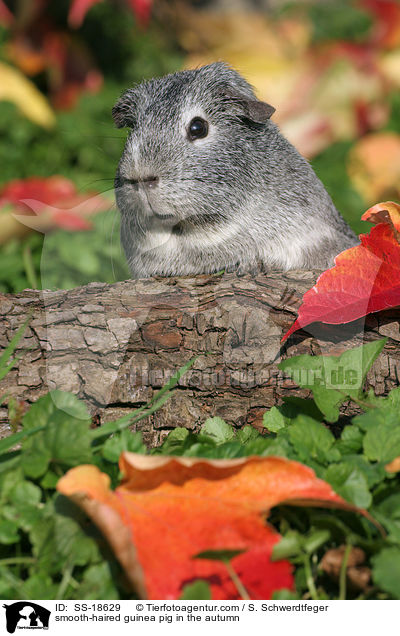 smooth-haired guinea pig in the autumn / SS-18629