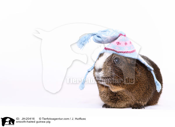 Glatthaarmeerschwein / smooth-haired guinea pig / JH-20416