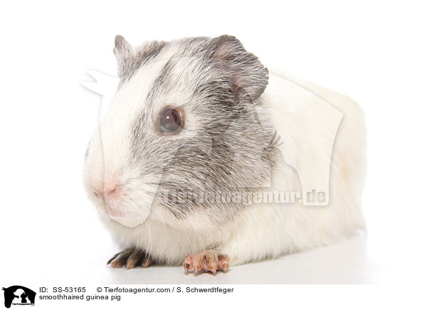 Glatthaarmeerschweinchen / smoothhaired guinea pig / SS-53165