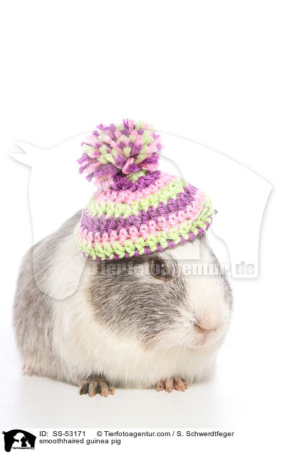 Glatthaarmeerschweinchen / smoothhaired guinea pig / SS-53171