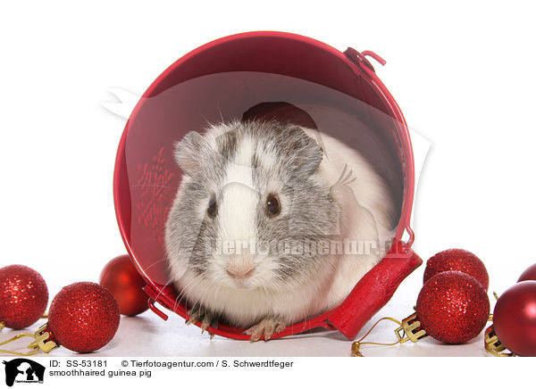 Glatthaarmeerschweinchen / smoothhaired guinea pig / SS-53181