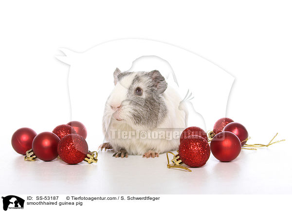 Glatthaarmeerschweinchen / smoothhaired guinea pig / SS-53187