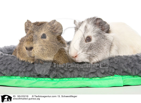 Glatthaarmeerschweinchen / smoothhaired guinea pig / SS-53216