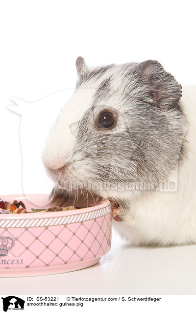 Glatthaarmeerschweinchen / smoothhaired guinea pig / SS-53221