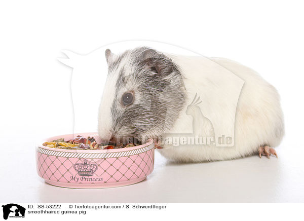 Glatthaarmeerschweinchen / smoothhaired guinea pig / SS-53222