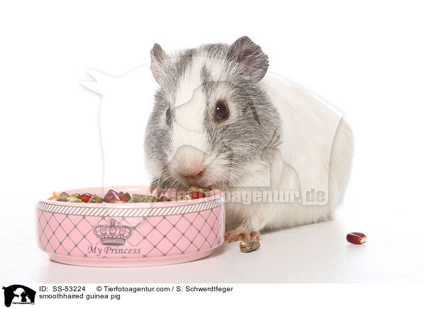 Glatthaarmeerschweinchen / smoothhaired guinea pig / SS-53224