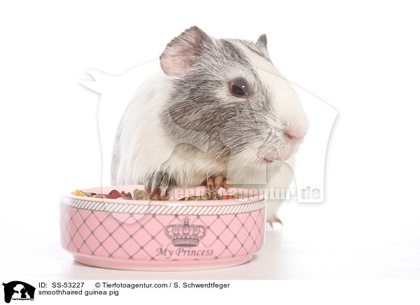 Glatthaarmeerschweinchen / smoothhaired guinea pig / SS-53227
