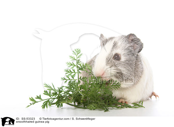 Glatthaarmeerschweinchen / smoothhaired guinea pig / SS-53323