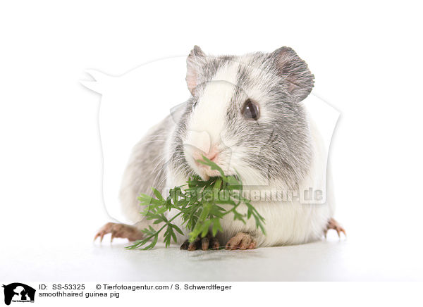 Glatthaarmeerschweinchen / smoothhaired guinea pig / SS-53325