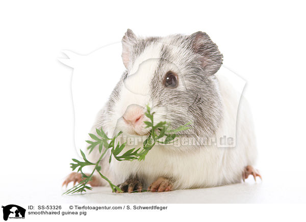 Glatthaarmeerschweinchen / smoothhaired guinea pig / SS-53326