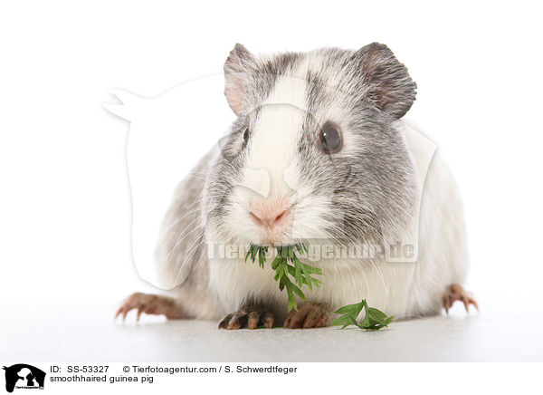 Glatthaarmeerschweinchen / smoothhaired guinea pig / SS-53327