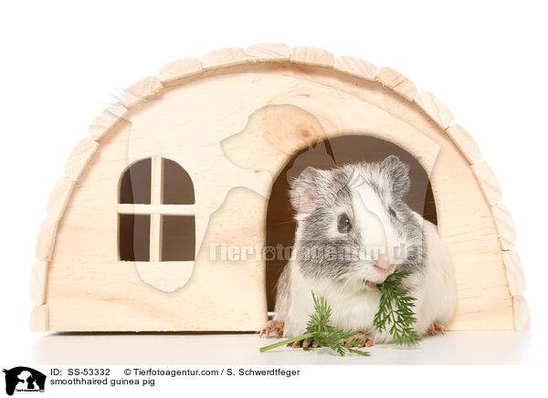 Glatthaarmeerschweinchen / smoothhaired guinea pig / SS-53332
